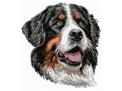 bernese mountain dog