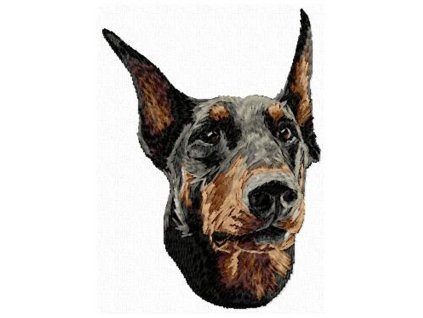 DD137Dobermannhead95