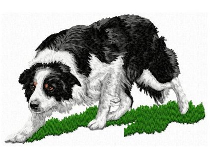 LargeDD164BorderCollieBody125