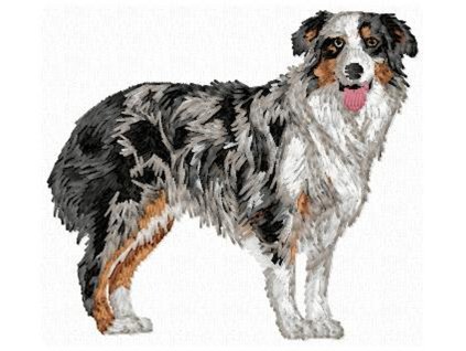 DD165AustrSheepherdBody90