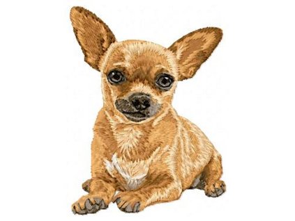 DD195Chihuahuabody95