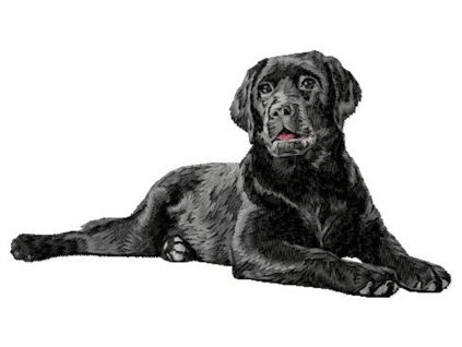 LargeDD200LabradorRetriever125