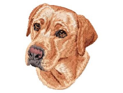 DD206Labrador RetrieverHead75