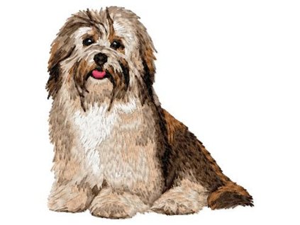 DD207HavaneseBichonBody95