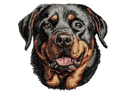 DD222RottweilerHead65