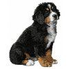 bernese mountain dog embroidery design