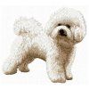 bichon bolognese embroidery design
