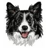 DD11 Border Collie