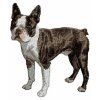 boston terrier embroidery design