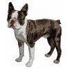 DD17 Boston Terrier body