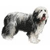 DD24 Bearded Collie body