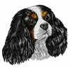 DD25 Cavalier KCH Spaniel