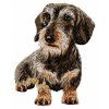 dachshund body embroidery design