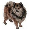 dwarf spitz embroidery design