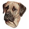 DD39 English Mastiff