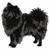 DD45 German Spitz body