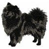 german spitz embroidery design
