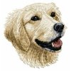 DD48 Golden Retriever