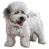 DD54 Bichon Havanese body white