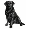 DD61 Labrador Retriever body