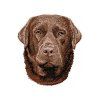 chocolate labrador retriever embroidery