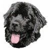 newfoundland embroidery design