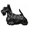 scottish terrier