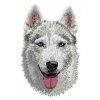 DD90 Siberian Husky