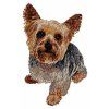 yorkshire terrier body