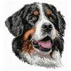 bernese mountain dog