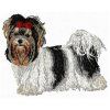 biewer yorkshire terrier