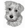DD111 MinSchnauzer head white