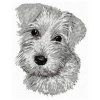 miniature schnauzer