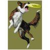 border collie agility