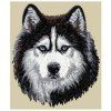 siberian husky