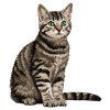 domestic cat embroidery design