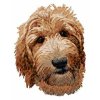 DD52 Goldendoodle apricot
