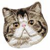 exotic shorthair cat embroidery design