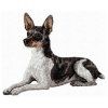 rat terrier