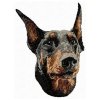 DD137Dobermannhead95