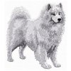 DD147Samoyed95