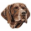 DD53 German Shorthaired Pointer