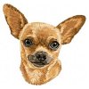 DD196ChihuahuaHead75