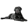 LargeDD200LabradorRetriever125