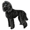 DD202PoodleBody(black)100