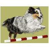 LargeDD204ShetlandSheepdog120