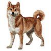 shiba inu embroidery design