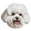 DD221BichonFrise65