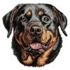 DD222RottweilerHead65