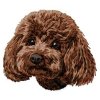 DD224ToyPoodle65